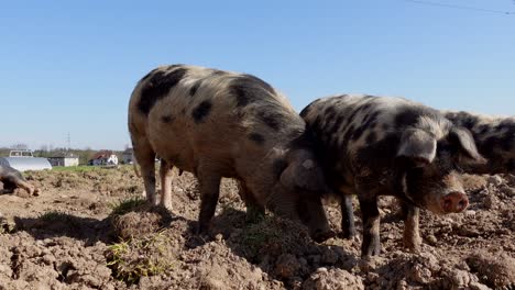 Low-angle-close-up-of-pig-family-grazing-in-soil-during-beautiful-sunny-day-and-blue-sky