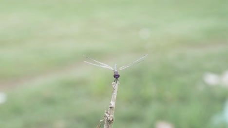 Dragonfly-with-huge-eyes-facing-the-camera-twitching-on-a-stick,-flies-away