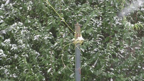 Close-up-of-a-washing-pole-while-it-is-snowing