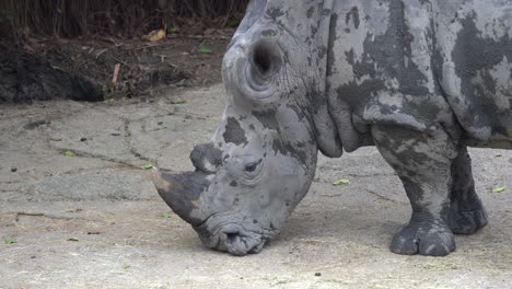Rhino-rhinoceros-covered-in-the-dirts-living-in-the-mud-in-the-zoo-wildlife-sanctuary