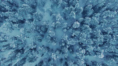 Soft-aerial-dolly-right-above-snow-covered-tree-tops-in-arctic-climate