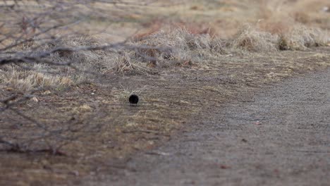 A-red-winged-blackbird-digs-in-the-dirt-for-seeds-near-a-trail
