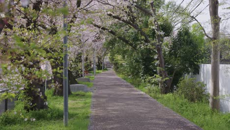 Sakura-Petals-falling-over-Kyoto-City-Path,-Springtime-in-Japan