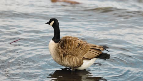Canada-goose-standing-in-the-shallow-water-of-the-Ottawa-River-as-it-cleans-its-feathers-with-its-beak