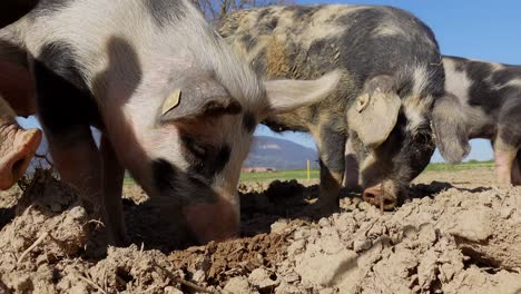Group-of-young-pigs-nourishing-from-organic-soil-ground-on-agricultural-farm-outdoors-during-beautiful-sunlight-and-blue-sky