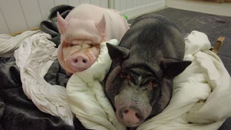 giant-pet-pigs-are-best-friends