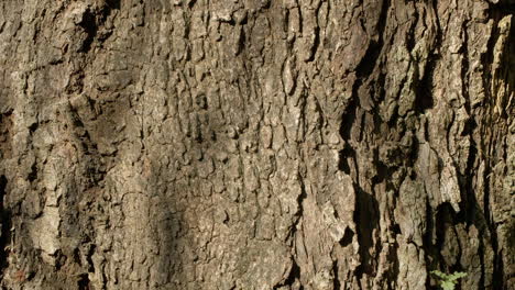 Old-Brown-Tree-Bark-with-Deep-Texture