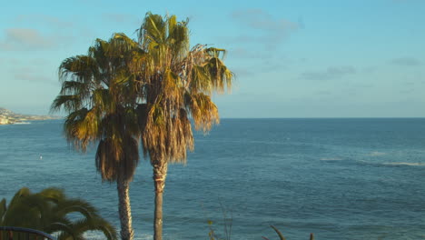 Palm-trees-of-a-Pacific-Coast-community-in-Southern-Californian-during-sunset