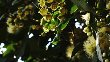 Colgando-Fruta-De-Ciruela-China-Del-Colorido-árbol-De-La-Selva-Vietnamita