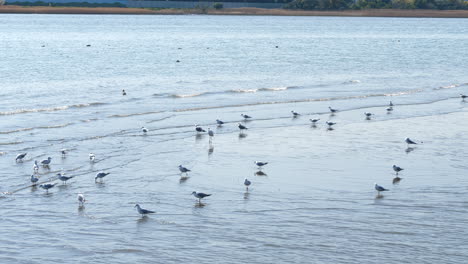 Pájaros-En-La-Orilla-Del-Río-De-Aguas-Poco-Profundas-En-Un-Día-Soleado
