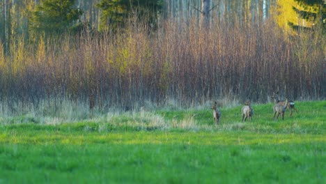 Group-of-wild-European-roe-deer-eating-in-a-green-meadow,-sunny-spring-evening,-golden-hour,-medium-shot-from-a-distance