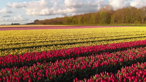 Fields-of-tulips-in-Netherlands-countryside,-beautiful-colourful-spring-flowers