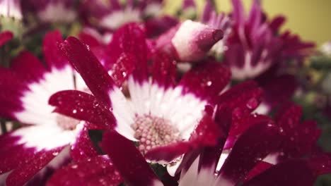 Nahaufnahme-Eines-Straußes-Aus-Weißen-Und-Violetten-Gänseblümchen,-Die-Vom-Tau-Benetzt-Sind