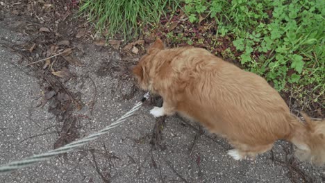 Medium-sized-greek-breed-dog,-taking-a-walk-on-a-leash-POV