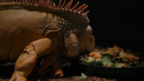 Iguana-chewing-on-a-healthy-salad-in-captivity