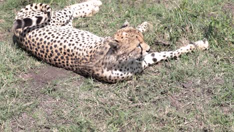 Gepardenweibchen-Ruht-Sich-Nach-Einem-Jagdlauf-Auf-Einer-Wiese-In-Kenia-Aus,-Nahaufnahme