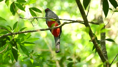 Beautiful-gray-and-red-bird-sitting-on-a-tree-branch-in-green-summer-scenery