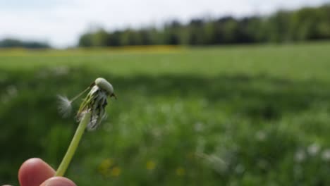 Blowing-away-the-seeds-of-a-dandelion-flower-in-slow-motion-outdoor-in-a-field
