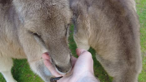 Hungry-kangaroos-being-fed-by-hand