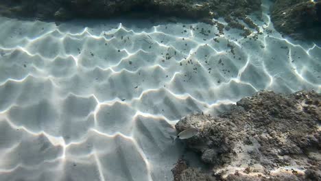 Fische-Schwimmen-Unter-Wasser-Im-Meeresgrund-Der-Spanischen-Insel-Menorca