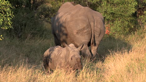 A-White-rhino-grazing-with-her-calf-in-the-tall-grass-on-a-sunny-day-at-The-Greater-Kruger-National-Park-in-South-Africa