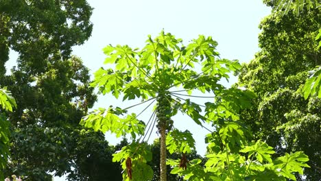 Vogel-Auf-Der-Suche-Nach-Nahrung-Auf-Einem-Papayabaum,-Der-Sich-Im-Wind-Bewegt,-In-Einem-Tropischen-Wald-In-Panama