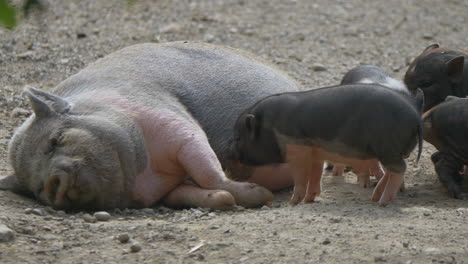Cute-baby-Piglets-drinking-from-udder-of-female-sow-lying-on-ground,close-up