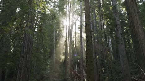Epic-and-beautiful-shot-of-sunlight-beams-being-filtered-by-tall-trees,-slow-motion-tracking-through-a-forest