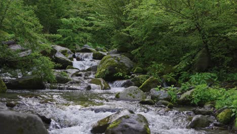 Green-wild-forest-of-Daisen,-Tottori-Prefecture-Japan