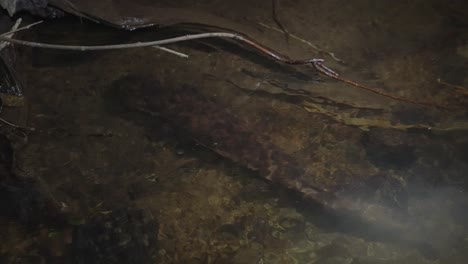 Tottori-River-at-Night,-Endangered-Japanese-Giant-Salamander-Moving-in-Water