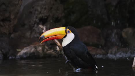 Wild-Toco-Toucan-perched-on-trunk-and-falling-in-water,-cleaning-body-with-beak---close-up