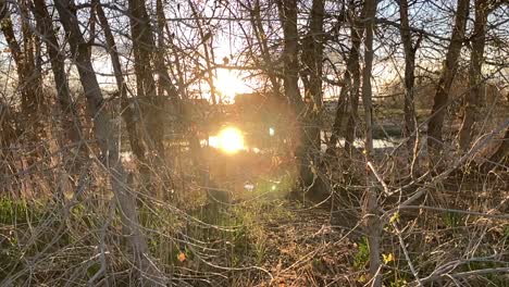 Orange-sunset-and-lens-flare-in-a-small-patch-of-urban-forest