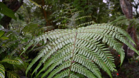 Close-up-dolly-shot-of-green-fern-plants-in-tropical-rainforest-of-Ecuador---4K