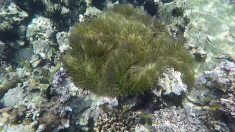 Beobachten-Sie-Clownfische-In-Einer-Seeanemone-Beim-Schnorcheln-Auf-Der-Tropischen-Insel-Bougainville,-Papua-Neuguinea
