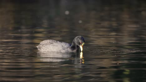 One-Red-Gartered-Coot-Wading,-Hunting-For-Food-In-Lake-Water