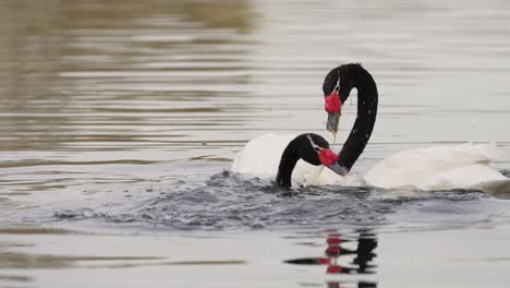 Close-up-shot-of-Swan-diving-and-spite-each-other-in-lake,slow-motion