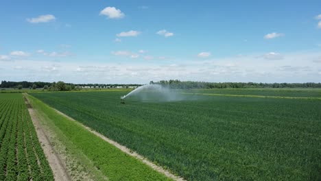 Fliegen-Sie-Zu-Einem-Bewässerungssprinkler-Oder-Sektorsprinkler,-Der-Die-Pflanzen-Besprüht
