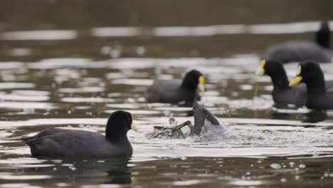 Group-of-Red-gartered-Coot-swimming-in-lake-and-diving-for-fish,close-up