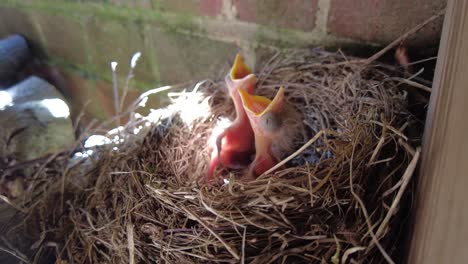 blackbird-nesting-and-feeding-chicks