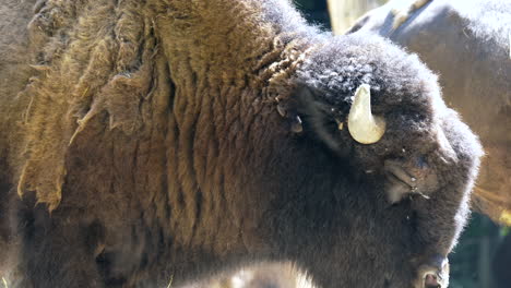 Close-up-shot-of-wild-Bison-grazing-outdoors-with-herd-during-sunny-day---slow-motion