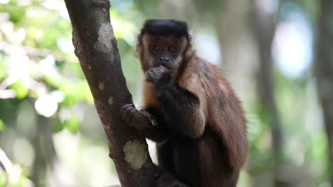 Capuchin-Monkey-in-jungle-eating-in-trees