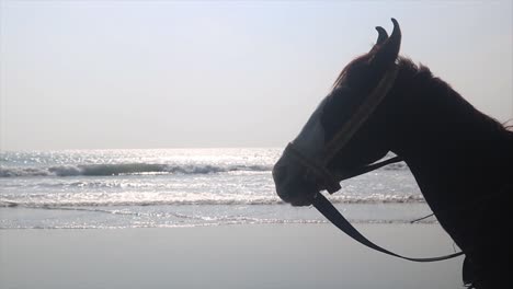 Beautiful-Horse-Standing-In-Front-Of-The-Ocean---close-up