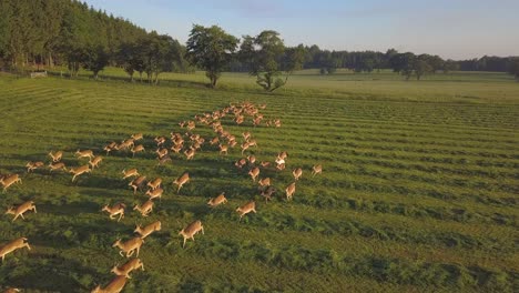 Ciervos-Corriendo-En-Un-Pasto-Bajo-La-Cámara-Del-Dron