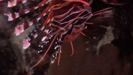 Spotfin-Lionfish--close-up-shot