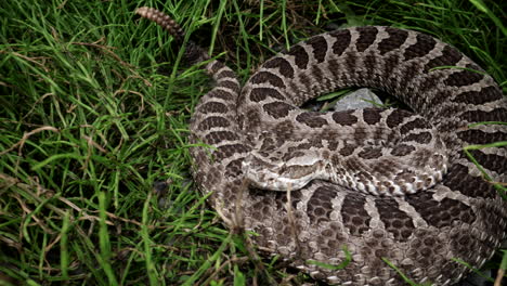 Rattlesnake-hiding-in-the-grass---reptile-serpent-dangerous-venom