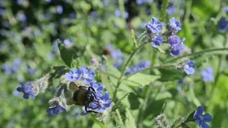 Bumble-bee-flying-round-blue-forget-me-not-flowers-in-slow-motion