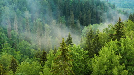 Green-forest-with-thick-smoky-fog-over-trees,-aerial-drone-shot