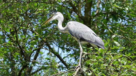 Close-up-shot-of-wild-gray-heron-perched-on-wooden-branch-of-tree-in-summer