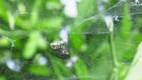 Orb-spider-wrapping-wasp-in-silk,-tent-web-Cyrtophora-citricola,-spain