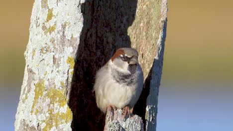 Male-House-Sparrow-calmly-sits-in-dead-tree-trunk,-basking-in-the-sun
